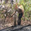 Api Lahap Kebun Kakao di Tutar Polman, Warga dan Polisi Bergerak Cepat