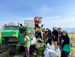 UPTD BBTPH Sulbar Mulai Panen Calon Benih Padi Inbrida Sawah di BBI Lantora, Targetkan 30 Ton Benih Berkualitas