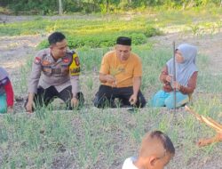 Bhabinkamtibmas Polsek Banggae Pantau Tanaman Bawang Merah KWT Mangge, Dukung Ketahanan Pangan Warga