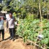 Dorong Warga Lebih Produktif, Bhabinkamtibmas Polsek Malunda Pantau Kebun Buah dan Sayuran di Banua