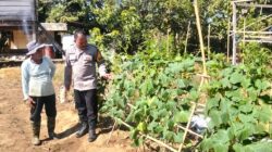 Dorong Warga Lebih Produktif, Bhabinkamtibmas Polsek Malunda Pantau Kebun Buah dan Sayuran di Banua