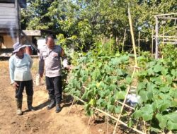 Dorong Warga Lebih Produktif, Bhabinkamtibmas Polsek Malunda Pantau Kebun Buah dan Sayuran di Banua