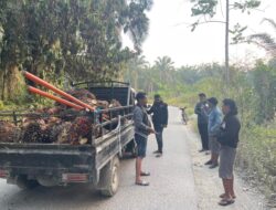 Diduga Curi 70 Tandan Sawit, 7 Pelaku Diamankan URC Polres Pasangkayu
