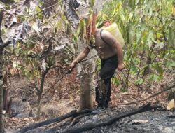 Api Lahap Kebun Kakao di Tutar Polman, Warga dan Polisi Bergerak Cepat