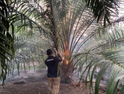 Kebakaran Lahan Sawit di Talungallo Meluas, Wakapolres Mateng Pimpin Langsung Pemadaman